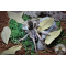 Cyclosternum / Metriopelma familiare  ADULT    [AF]